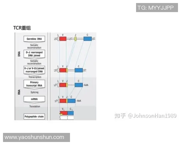 深入分析成都排球队中路突破战术的独特魅力与实战应用 深入分析成都排球队中路突破战术的独特魅力与实战应用